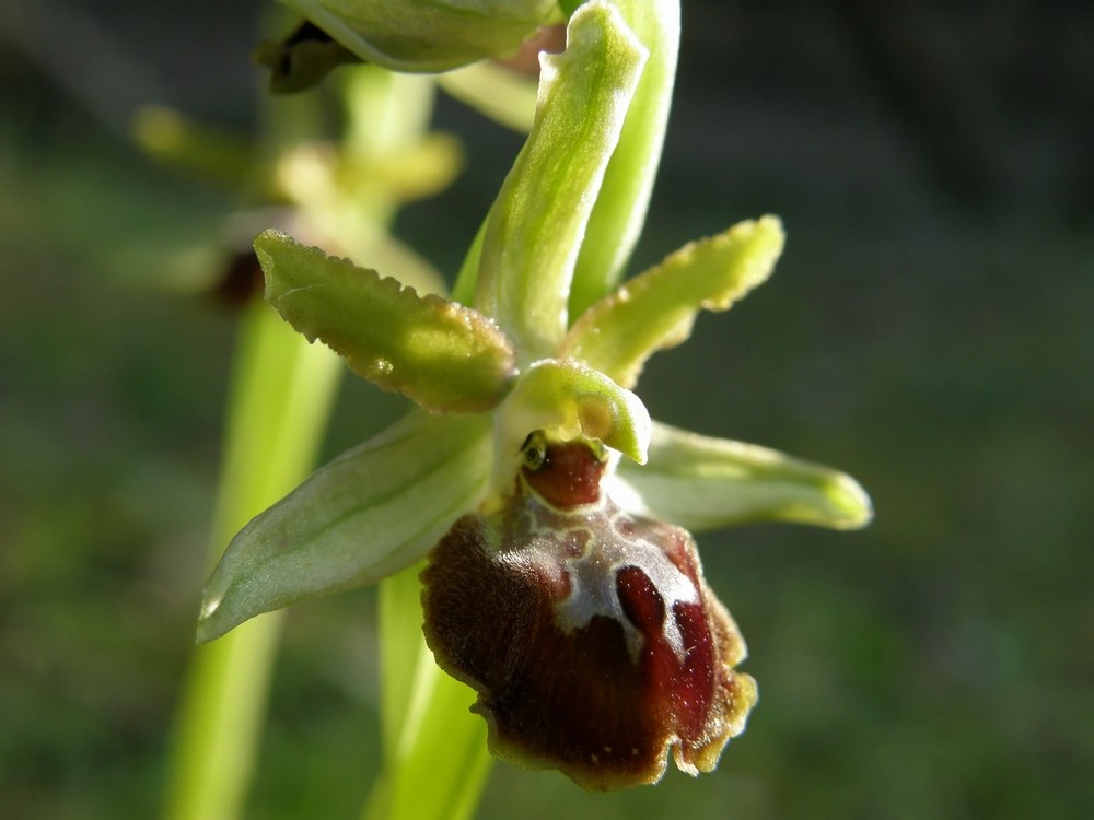 Ophrys sphegodes